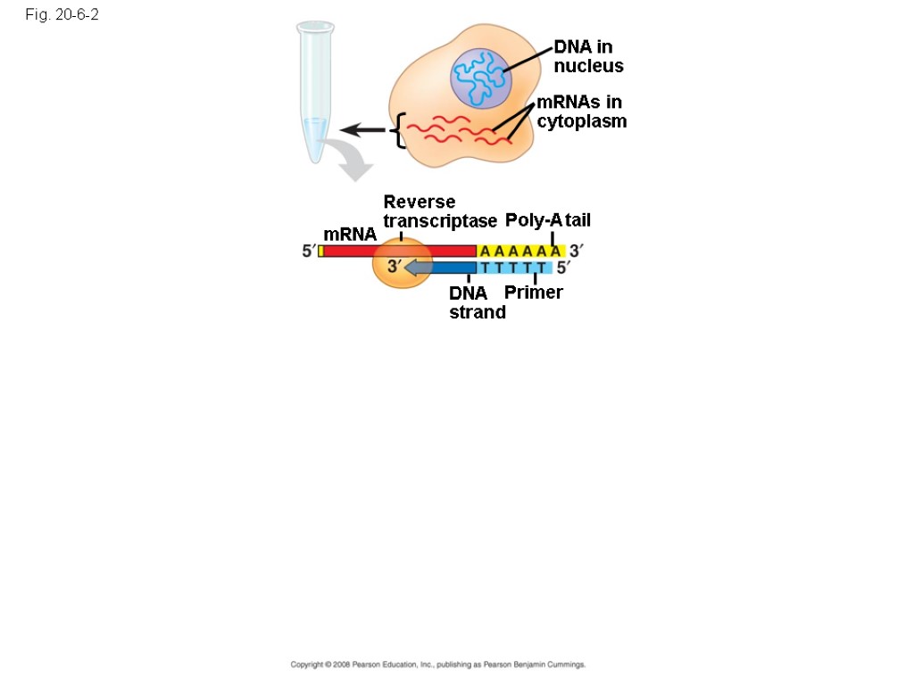 Fig. 20-6-2 DNA in nucleus mRNAs in cytoplasm Reverse transcriptase Poly-A tail DNA strand